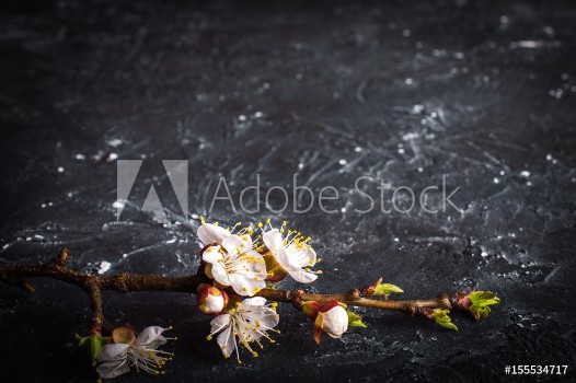Bild på Flowering branch on a dark background